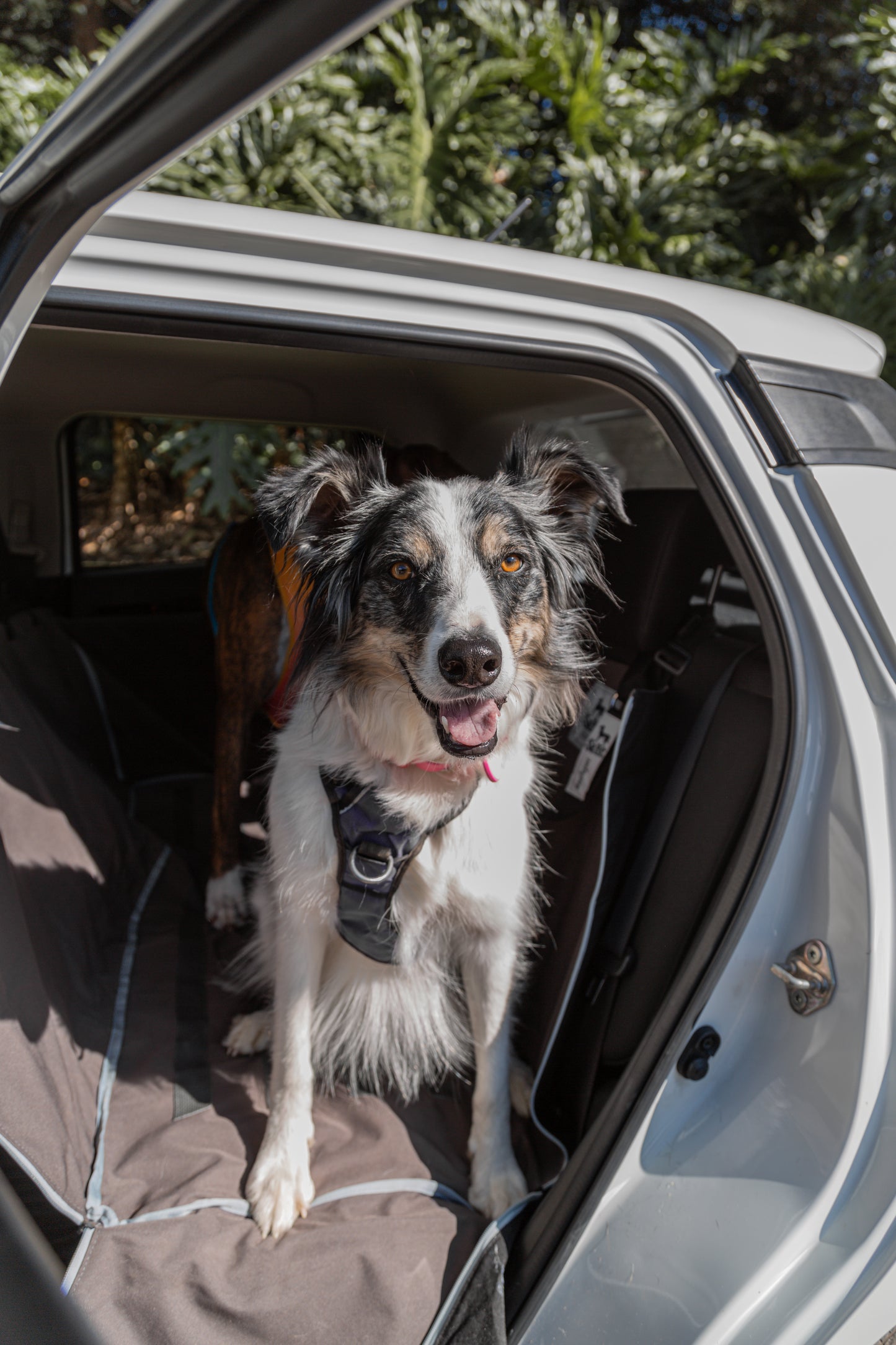 Protector de Automóvil para Mascotas Srpet Talla M – Seguridad, Estilo y Comodidad 🚗🐾