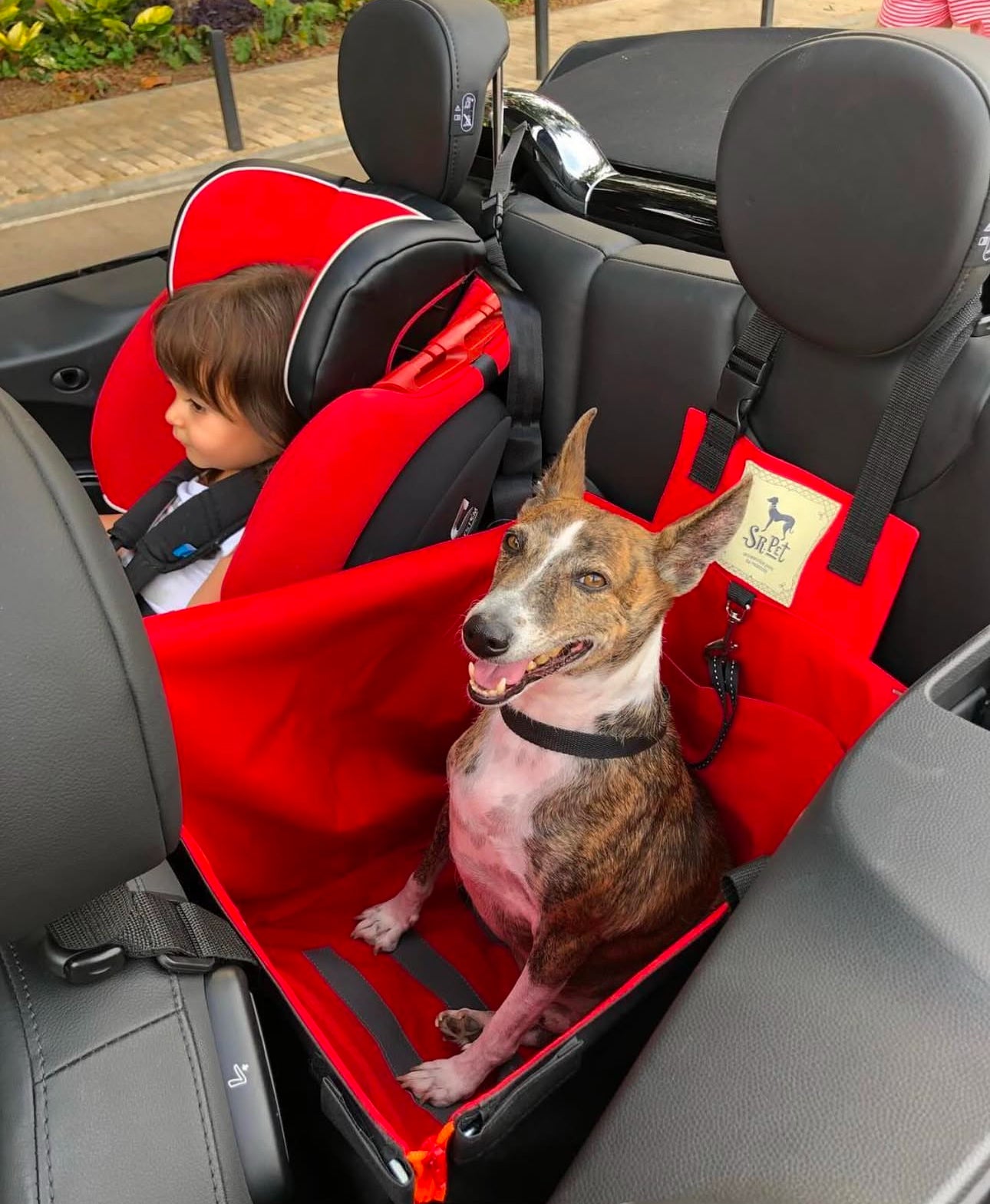 Protector de Automóvil para Mascotas Srpet Talla M – Seguridad, Estilo y Comodidad 🚗🐾